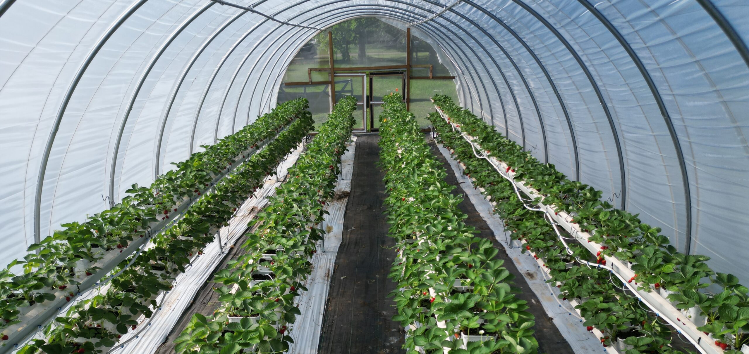 Hoop House Farming, Strawberry Farm, Strawberry rows, 